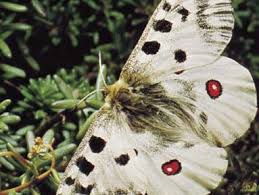 Image result for Parnassius apollo