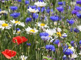 The following photos will allow you to identify white flowering plants. Best Choices For Red White And Blue Flowers