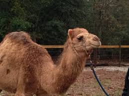 Do you laugh at people who ride them like a horse, or do you. Woman Sues Confederate Group Says A Camel Bit Her At Jefferson Davis S Old House The Washington Post