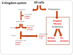 Paramecium Paramecium Ppt Download