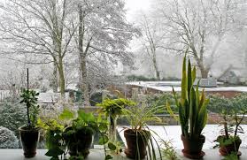 Check spelling or type a new query. Caring For Indoor Plants During Winter Months