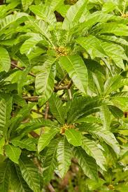 Image result for Pouteria