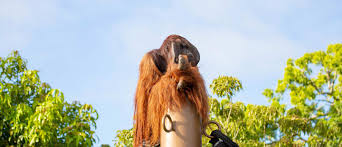 The orangutan is an official state animal of sabah in malaysia. Bornean Orangutan Auckland Zoo