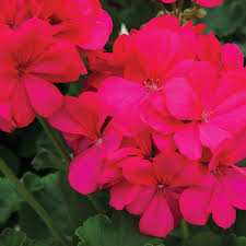 The flowers float on top of the plant in shades of white, pink, magenta, purples, and blues. Boldly Hot Pink Geranium Pelargonium Interspecific Proven Winners