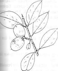 Image result for Acokanthera schimperi