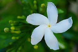 Dari berbagai macam gambar sketsa yang ada, terdapat salah satu sketsa yang banyak diminati oleh. Melati Wikipedia Bahasa Indonesia Ensiklopedia Bebas