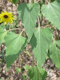 Wild Sunflower Planting Sunflowers Wild Sunflower Plant Leaves