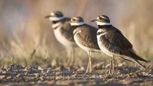 Peterson's art, conveying each bird's essence, and the innovative peterson identification system, are all at the casual bird watcher's disposal. Killdeer Audubon Field Guide