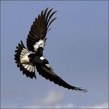 Australian Birds In Flight Images Swooping Magpie Australian Birds Birds Flying Australian Native Animals