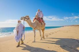 It was off season, so it was a rather quiet experience too. Tripadvisor Camel Outback Adventure And Eco Farm From Los Cabos Provided By Cabo Adventures Cabo San Lucas