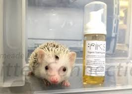 bathing your hedgehog millermeade