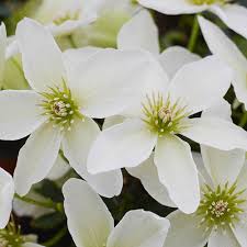 Image result for Clematis commutata