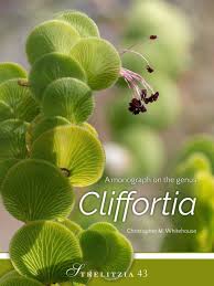 Image result for Cliffortia