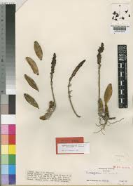 Image result for Bulbophyllum scaberulum