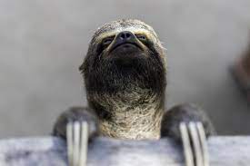 Weirdest animals in the world. 50 Funny Animal Pictures Cute Photos Of Wild Animals