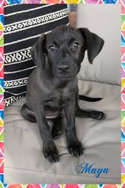 Epingle Sur Animals And Pets