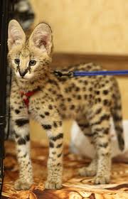 Our goal is to produce a cat with the golden color of the african serval and with a docile and friendly temperament. Serval Kitten Zoochat
