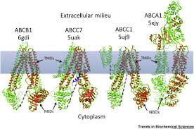 The headquarter of abc news is based in sydney, new. Linker Domains Why Abc Transporters Live In Fragments No Longer Sciencedirect