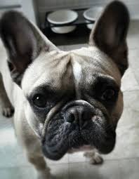 Quality french bulldog puppies online, buy french bulldog puppy near me. Dog Walking And Pet Sitting Services In Nj Cute French Bulldog French Bulldog Pet Sitting Services