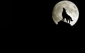 Hd Black Wolf 4k Images For Pc You will definitely choose from a huge number of pictures that option that will suit you exactly! hd black wolf 4k images for pc