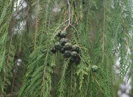 Image result for Cupressus funebris