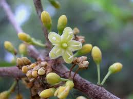 Image result for Sapotaceae