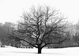 Apple Tree In Winter Photograph By Elena Elisseeva Коллекция пользователя appassionata • последнее обновление: apple tree in winter by elena elisseeva