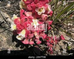 Image result for Harveya alba