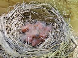 Just put the food near baby robin under shelter, and they will eat by themselves. Check Out This Robin Feeding Its Babies