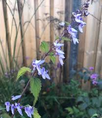 Image result for Isodon