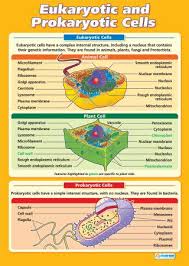 Eukaryotic And Prokaryotic Cells Science Educational School Posters Study Biology Biology Lessons Biology Classroom