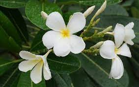 Meilleur De Pansy Flower Meaning In Marathi Spot And Stripe