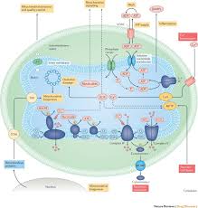 Maybe you would like to learn more about one of these? Mitochondria As A Therapeutic Target For Common Pathologies Nature Reviews Drug Discovery