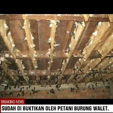Ebay.de has been visited by 100k+ users in the past month Rahasia Jitu Keberhasilan Rumah Walet