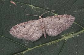 Image result for Eupithecia tenuiata