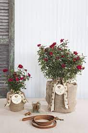 We did not find results for: 27 Pet Sympathy Ideas Pet Sympathy Pet Sympathy Gifts Sympathy Gifts