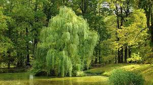 Dwarf blue arctic willow, salix purpurea 'nana', is a versatile and adaptable shrub with olive blue this is a rare dwarf subspecies of weeping willow. Types Of Willow Trees Weeping Shrubs Dwarf And More