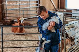 Pets (with video) drag and drop exercise grade/level: 5 Things To Do In Amish Country Ohio With Kids Yodertoterblog