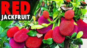 Red Jackfruit ल ल कटहल Youtube