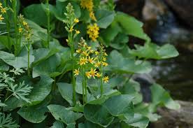 Image result for Ligularia sibirica