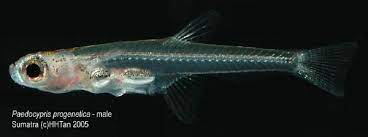 Ikan hias yang juga cukup menawan adalah moorish idol. Ini Ikan Air Tawar Terkecil Dan Teraneh Di Dunia