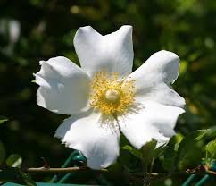 Image result for Rosa laevigata