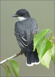 White Birds With Yellow Feathers On Head Eastern Kingbird Wild Birds Bird Life List Backyard Birds