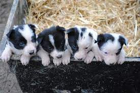 Registered Border Collie Puppies For Sale In Llandeilo Camarthenshire Preloved Collie Puppies Puppies Border Collie Puppies For Sale
