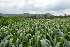 Oats Seeding And Establishment Agriculture And Food