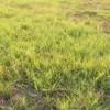 Another way to keep weeds from taking over your zoysia grass is to keep the height of your lawn low. Getting Rid Of Zoysia Grass Thriftyfun