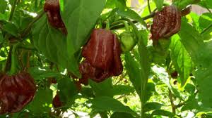 We did not find results for: Ardei Iute 7 Pot Douglah Chocolate