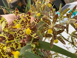 Image result for Ansellia africana