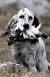 Pointer English Setter Short Hair