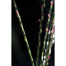Image result for Digitaria debilis